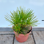 Dáždnikovec praslenovitý (Sciadopitys Verticillata) - japonská borovica – výška 10-15 cm, kont. C2L
